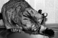 Black and white big cat drinks tap water in the kitchen. Exot gray cat plays with water Royalty Free Stock Photo