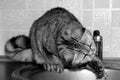 Black white big cat drinks tap water in the kitchen. Exot gray cat plays with water Royalty Free Stock Photo
