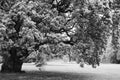 Black and white big lonely oak tree Royalty Free Stock Photo