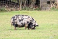 Black and white big pig Royalty Free Stock Photo