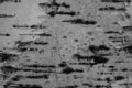 Black and white birch bark. Royalty Free Stock Photo