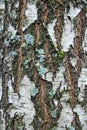 Black and white birch bark close-up. Old cracked wood bark texture. Tree trunk. Royalty Free Stock Photo