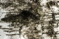 Black and white birch bark texture with eye hole Royalty Free Stock Photo