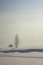 Black and white birch in a large snowdrift of a snowy desert under a blue sky