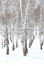 Black and white birch trees with birch bark in winter on snow Royalty Free Stock Photo