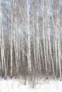 Black and white birch trees with birch bark in winter on snow Royalty Free Stock Photo