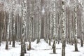 Black and white birch trees in birch forest among other birches in winter in snow