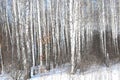 Black and white birch trees with birch bark in winter on snow Royalty Free Stock Photo