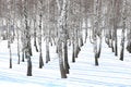 Black and white birch trees with birch bark in winter on snow Royalty Free Stock Photo