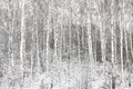 Black and white birch trees in birch forest among other birches in winter on snow Royalty Free Stock Photo