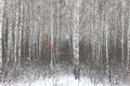 Black and white birch trees in birch forest among other birches in winter in snow Royalty Free Stock Photo