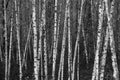 Black and white birch trees grouped together. Royalty Free Stock Photo