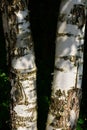 Black and white birch trunk Royalty Free Stock Photo