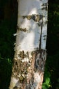 Black and white birch trunk Royalty Free Stock Photo