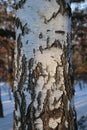 black and white birch trunk closeup Royalty Free Stock Photo