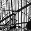 Black and white Bird in a cage Royalty Free Stock Photo