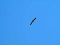 Black and white bird, long stout beak and legs flying over the city of Mollerussa under a deep blue sky, Lerida, Spain, Europe