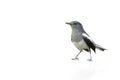 Black and white bird, Magpie Robin isolated on white background.