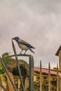 Bird Over Iron Fence