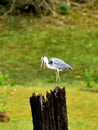 A bird is waiting for breakefast in a green forest