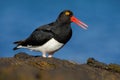 Black and white bird with red bill, Magellanic oystercatcher, Haematopus leucopodus, Falkland Islands Royalty Free Stock Photo