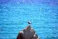 Black and white bird on a rock in the middle of the sea