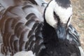 Black and white bird seagul close up