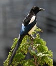 Black and white bird on a tree branch Royalty Free Stock Photo