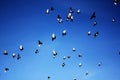 Birds flying against blue sky Royalty Free Stock Photo