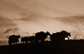 The black and white bison Royalty Free Stock Photo