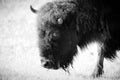 Black And White Bison In Yellowstone Park