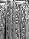 black and white bitter melon close up Royalty Free Stock Photo