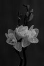 Black and white blossom freesia Royalty Free Stock Photo