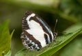 Small Green Banded Blue(Psychonotis caelius)