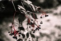 Black and white blue cherrys with red stems