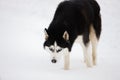 Black-and-white blue-eyed husky stands in the snow and looks.