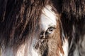 Black and White Blue Eyes Horse on a Sunny Summer Day