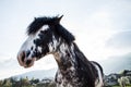 Black and White Blue Eyes Horse on a Sunny Summer Day