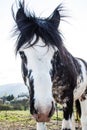 Black and White Blue Eyes Horse on a Sunny Summer Day