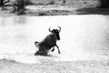 B&W Blue wildebeest Connochaetes taurinus running in the water Royalty Free Stock Photo