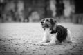 Bohemian Spotted Dog  is lying on bridge. Royalty Free Stock Photo