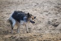 Bohemian Spotted Dog is standing in wet sand. Royalty Free Stock Photo