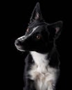 black-white border collie puppy on a black background. Dog in a photo studio