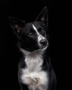 black-white border collie puppy on a black background. Dog in a photo studio