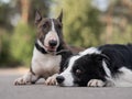 Black and white border collie and brindle bull terrier lie side by side on a walk. Royalty Free Stock Photo