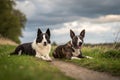 Black and white border collie and brindle bull terrier lie side by side on a walk-generated by ai Royalty Free Stock Photo