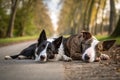 Black and white border collie and brindle bull terrier lie side by side on a walk-generated by ai Royalty Free Stock Photo