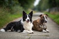 Black and white border collie and brindle bull terrier lie side by side on a walk-generated by ai Royalty Free Stock Photo