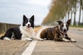 Black and white border collie and brindle bull terrier lie side by side on a walk-generated by ai Royalty Free Stock Photo