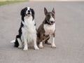 Black and white border collie and brindle bull terrier sit on a walk.